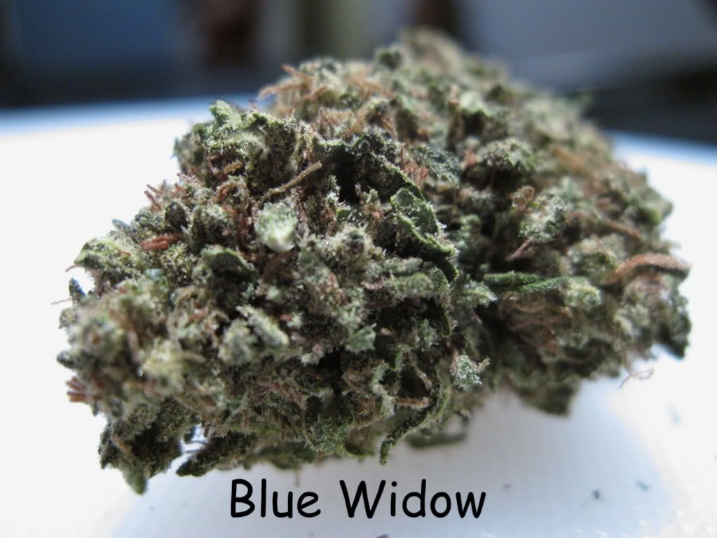 BlueWidow-2.jpg