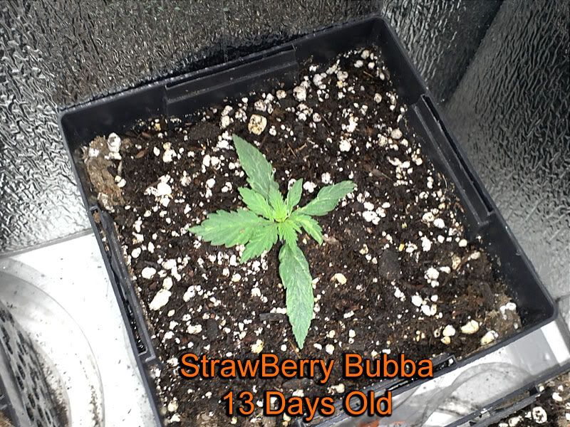 strawberry_bubba_13_Days.jpg