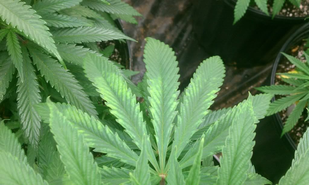 IMAG0581.jpg