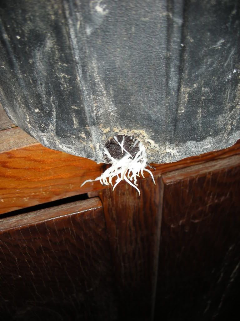 DSCN4036.jpg