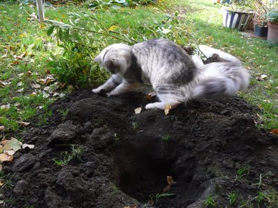 Digging.jpg