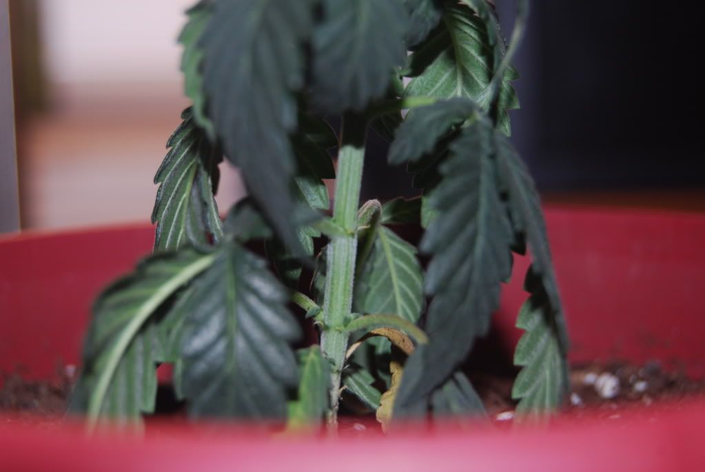 weedproblem004.jpg
