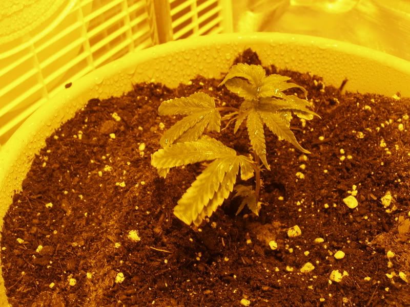 707Headband5.jpg