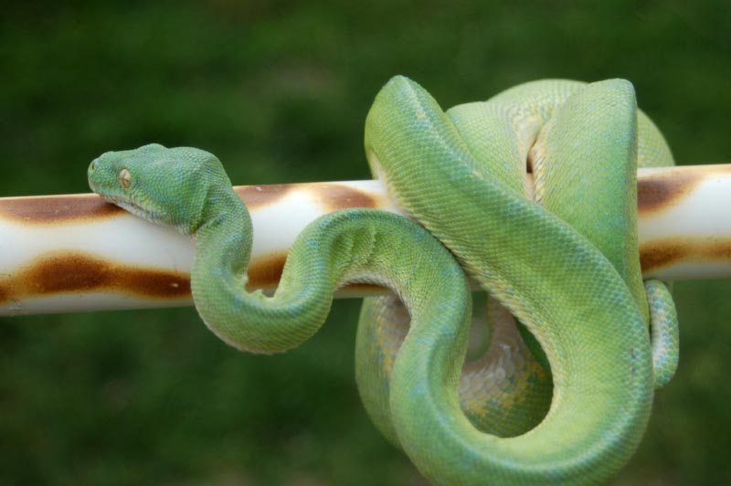 GTP_Male2May09.jpg