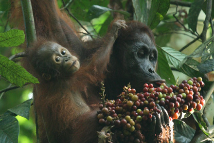 orangutan-kutai-6.jpg