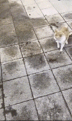 1654618970_22.gif