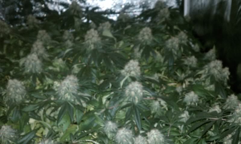 IMAG0432.jpg