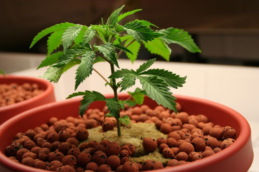 Kush32-10-08.jpg