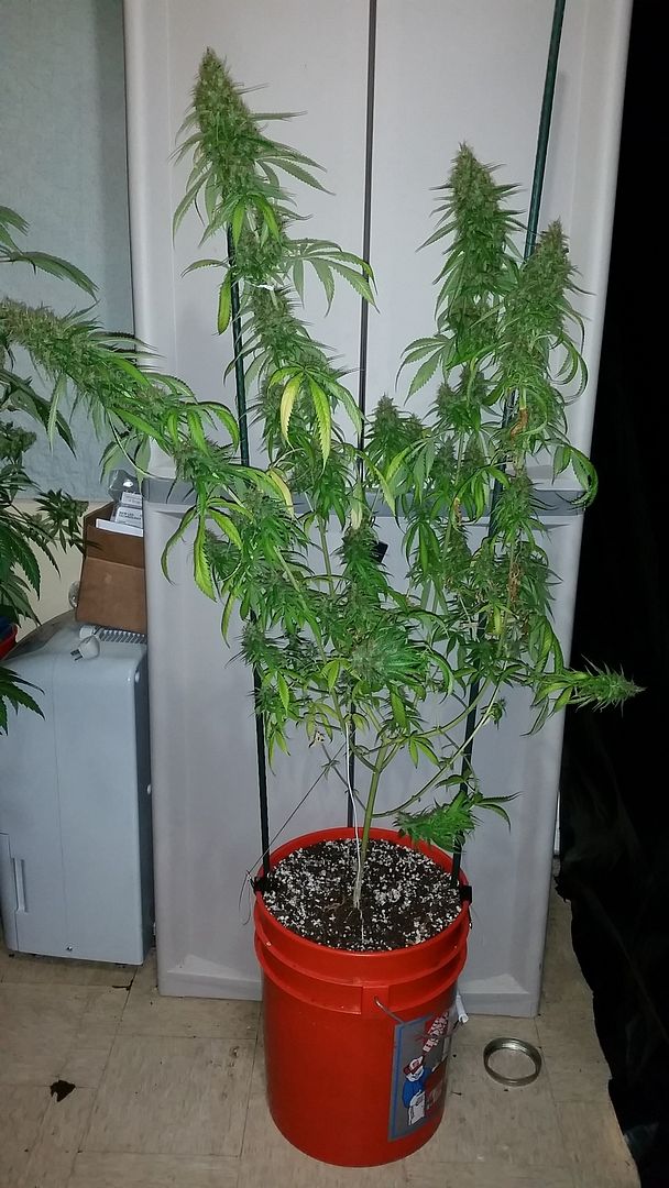 lemonkush1_zpsya7nw1on.jpg