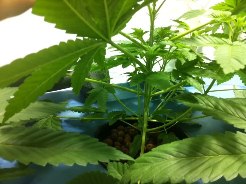 plant1inside.jpg