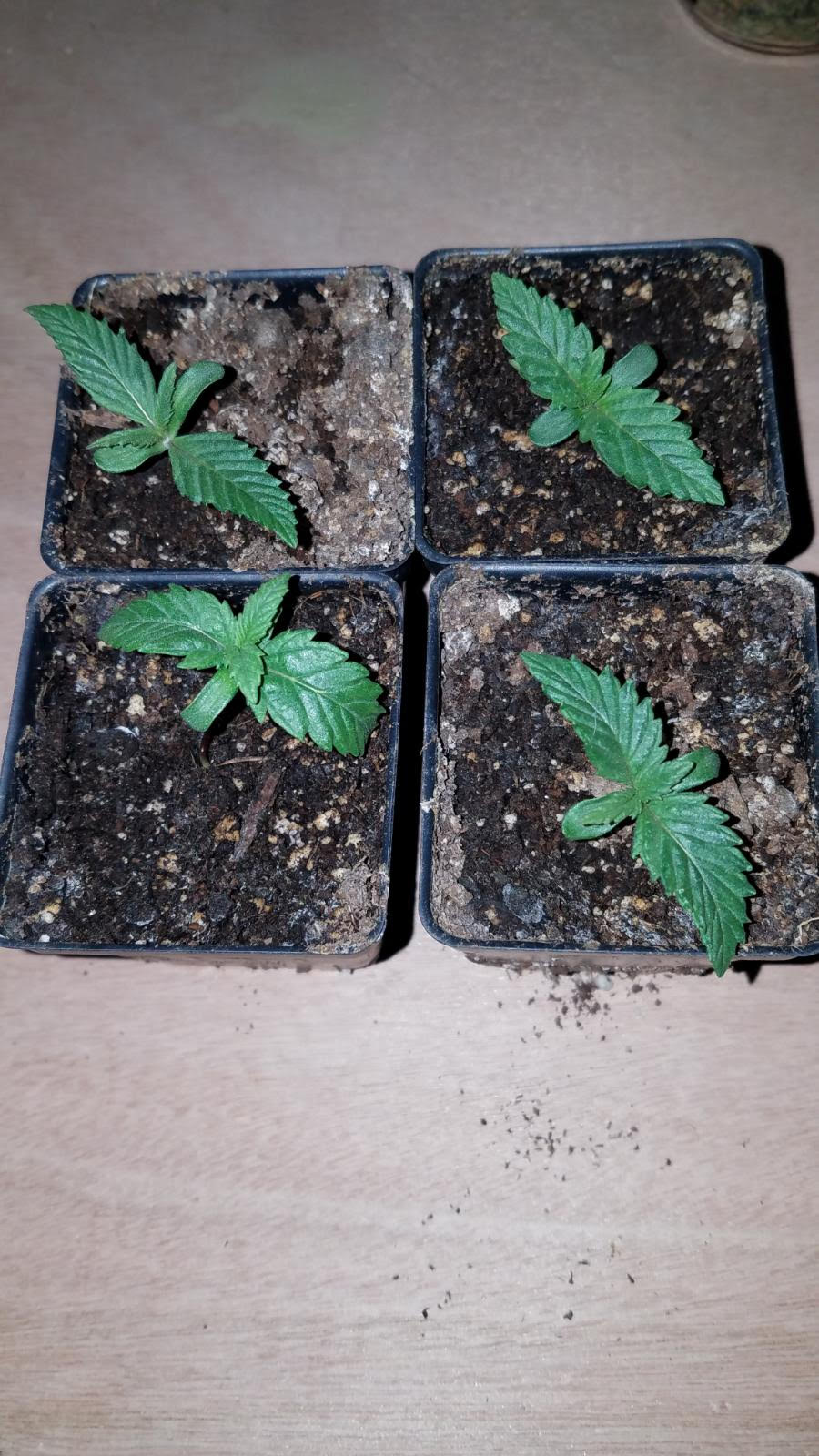 rederalisseedlings.jpg