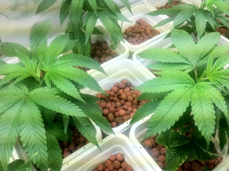 grow151.jpg