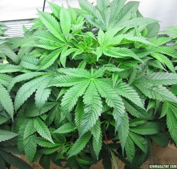 sour_kush_2.jpg