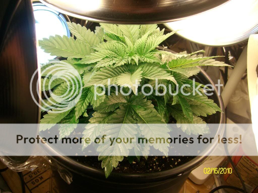 Day21-Week3-Day1Flowering3.jpg
