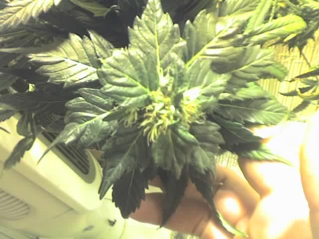 11-18-07_1324.jpg