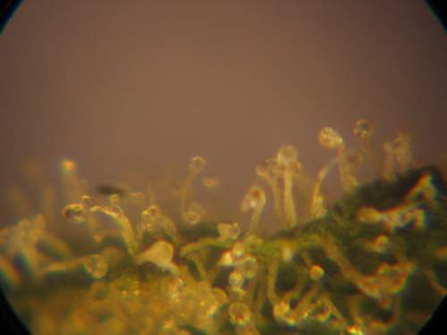 Cannabis_trichomes.JPG