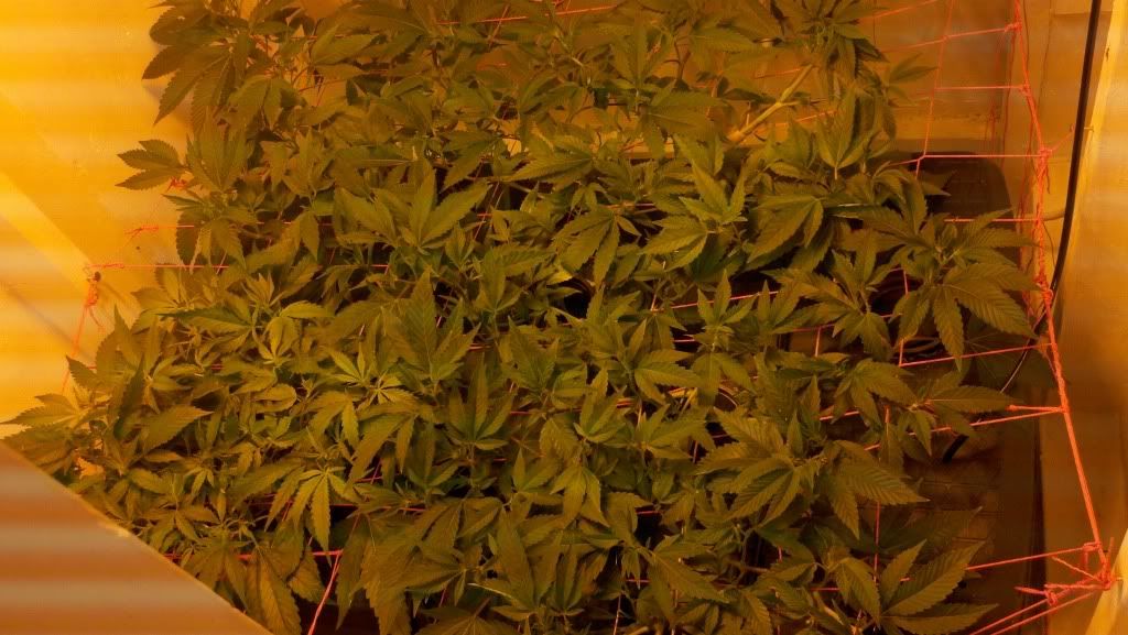 2010-12-04_01-54-31_377.jpg
