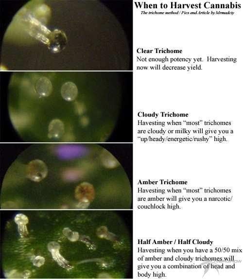trichome1.jpg