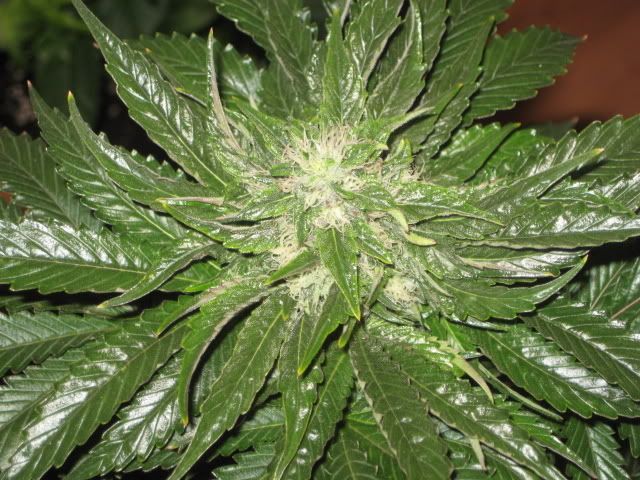 Plants014.jpg
