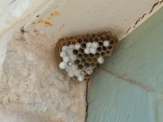 wasps.jpg