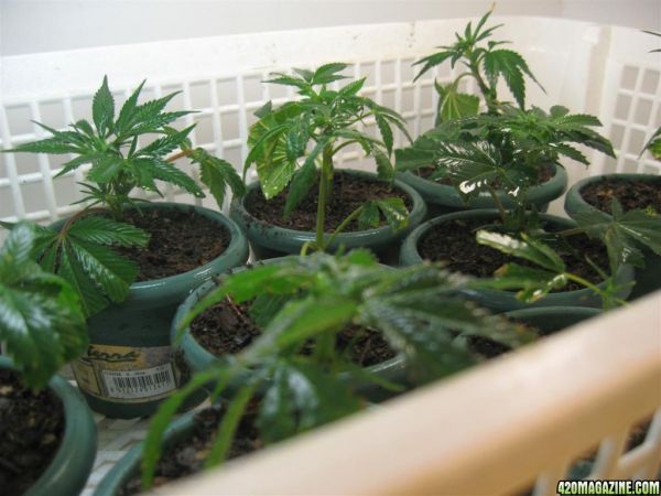 BB_CC_Clones_Sep18_061.jpg