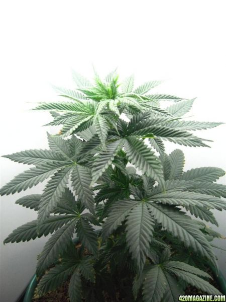 BB_CC_Grow_Update_Sep_13_051.jpg