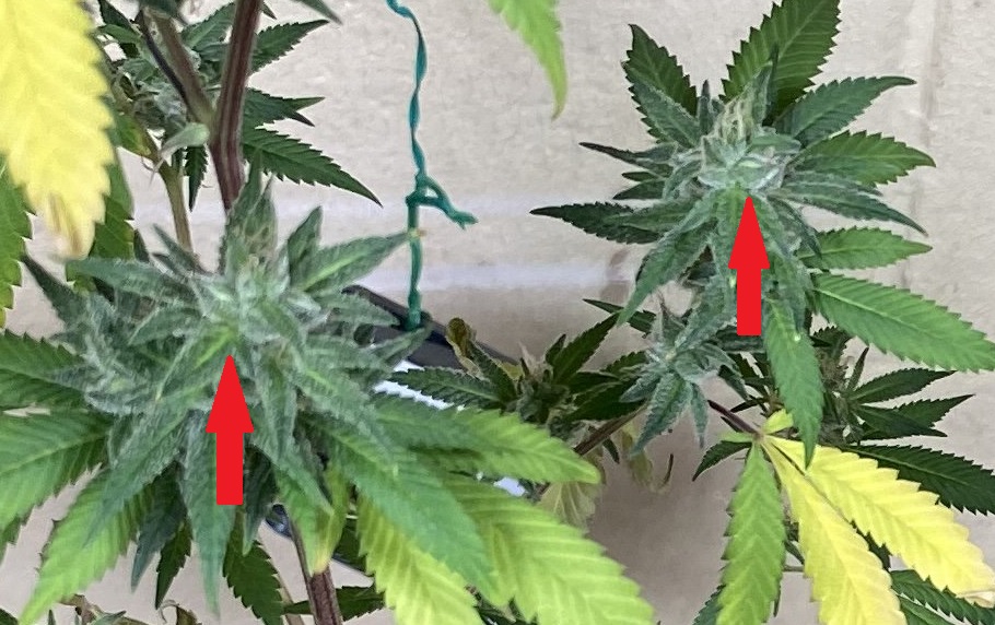 seedsloud2.jpg