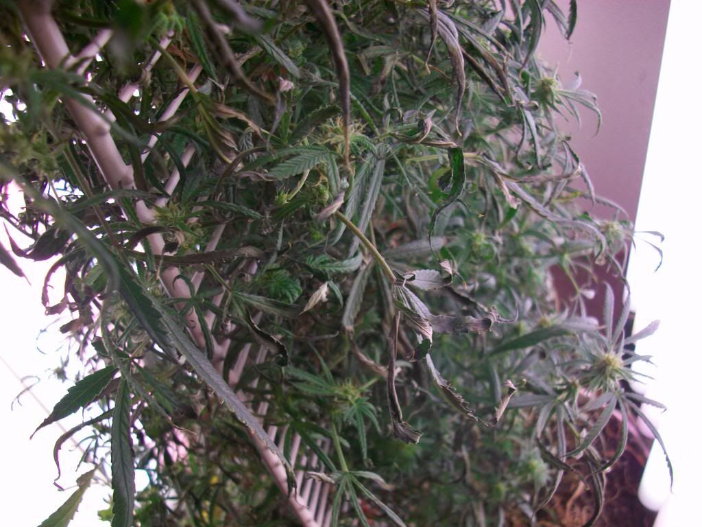 marijauna004_zps46189bbd.jpg