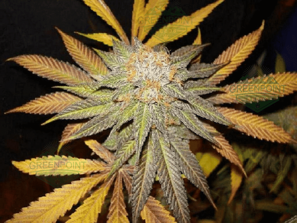 purple-punch-s1-greenpointseeds.png
