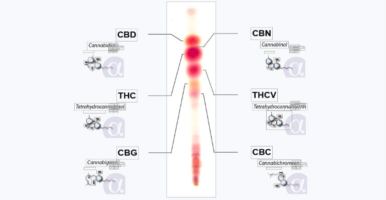 www.cnbs.org