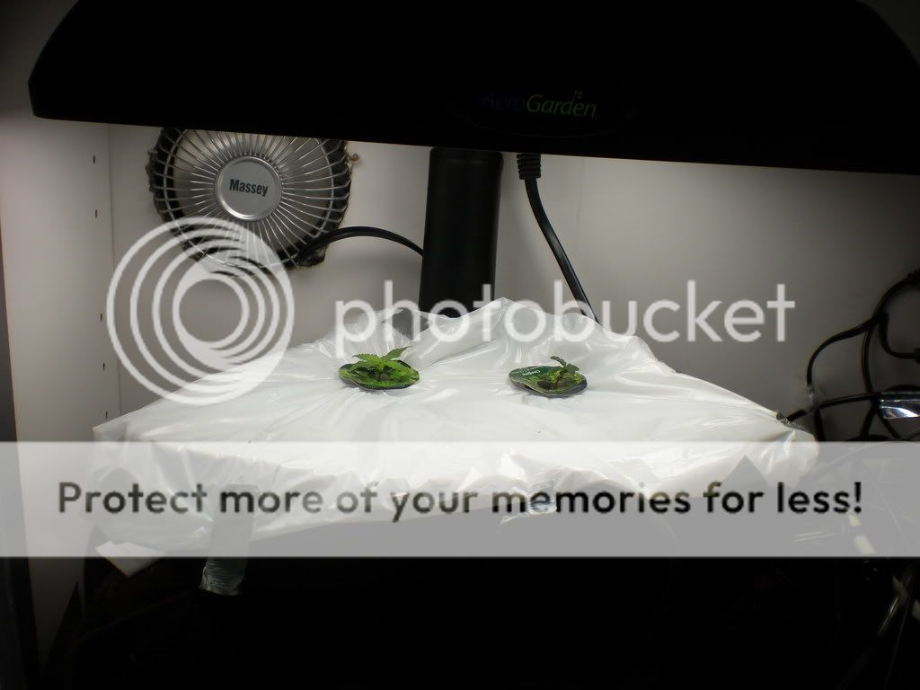 DSCN0204.jpg