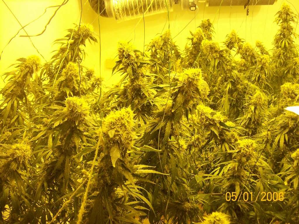 Plants044.jpg