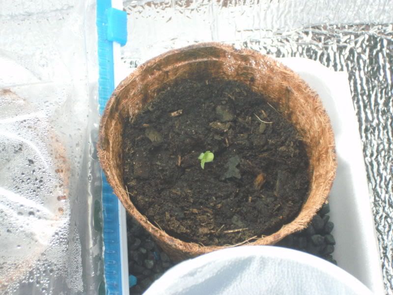 Day1-1sprout.jpg