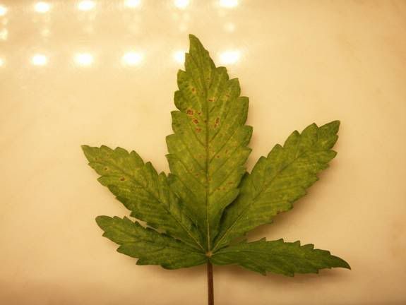 sickfanleaf.jpg
