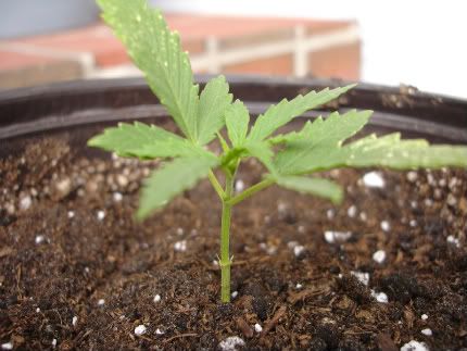 pot2-2.jpg