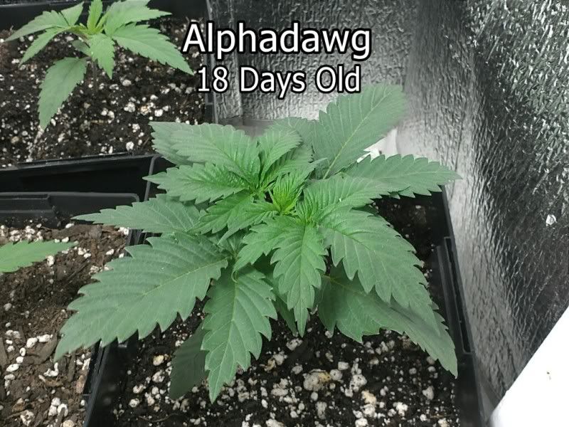 1332899405-picsay.jpg