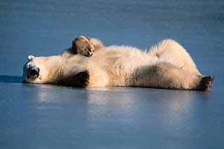 polar-bear.jpg