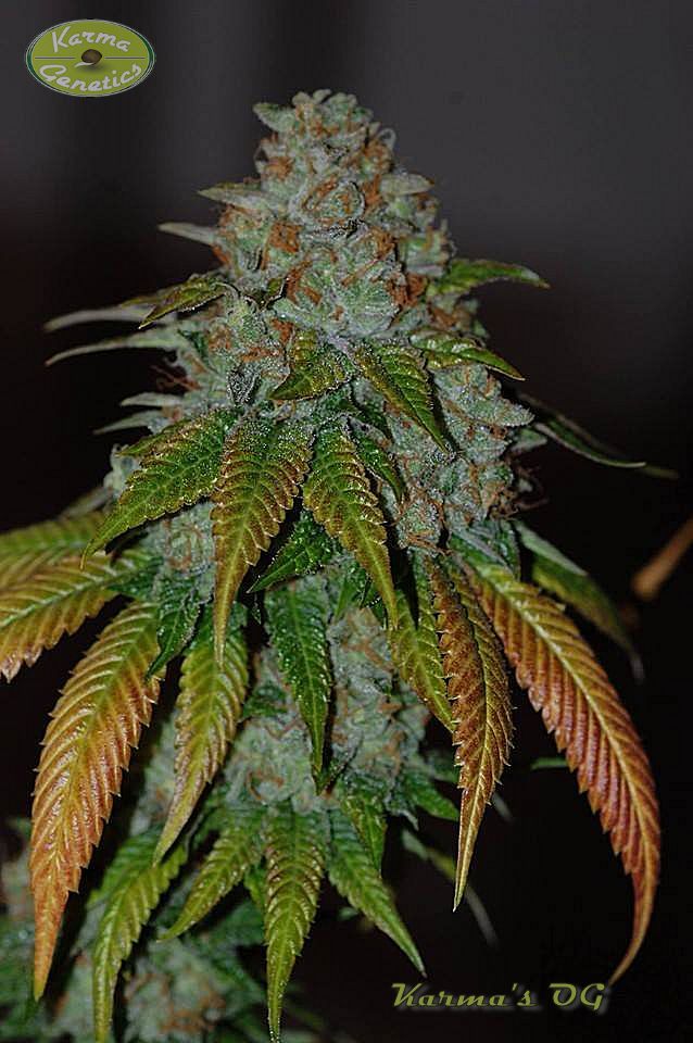 Vegan-Karmas-OG1.jpg