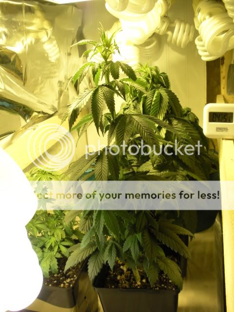 DSCN0629.jpg