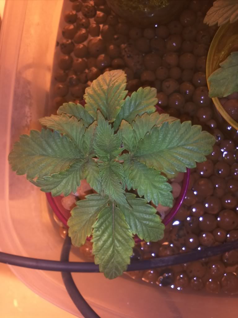 Seedling.jpg