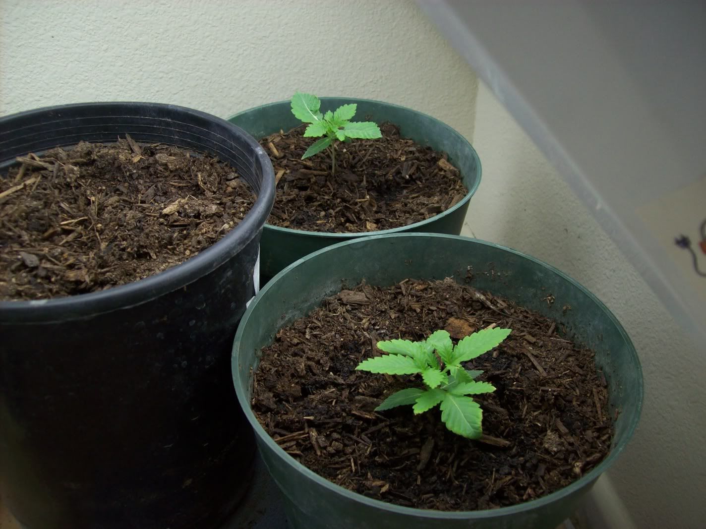 grow003.jpg