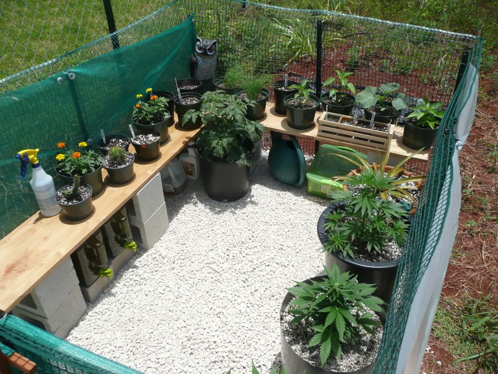 weed027-1.jpg