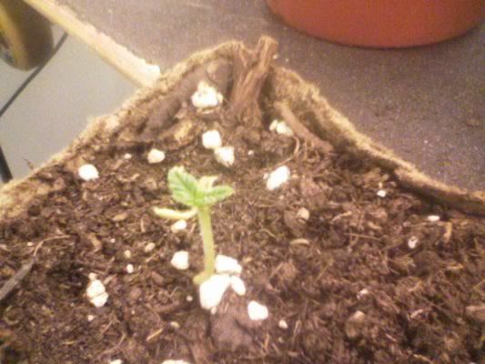 grow4.jpg