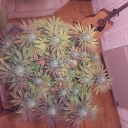 growdiaries.com