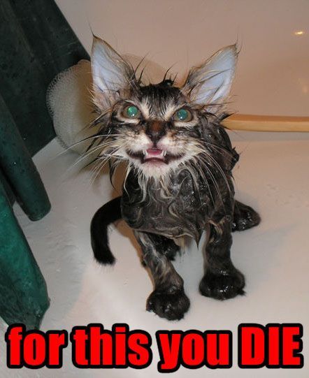 Funny-Cat-Pictures-cats-935658_442_541.jpg