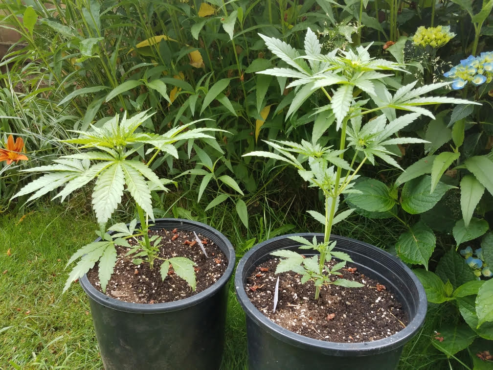 backyard.jpg