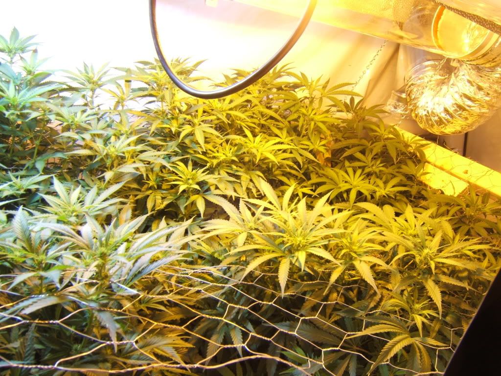 FlowerDay11.jpg