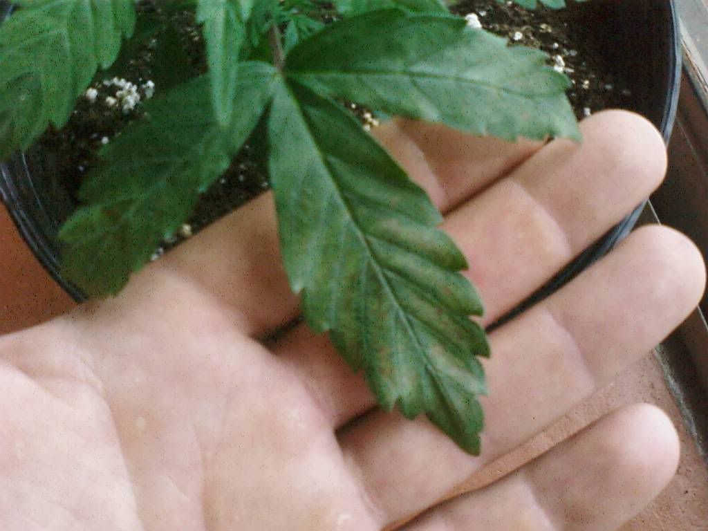 PIC-0066.jpg