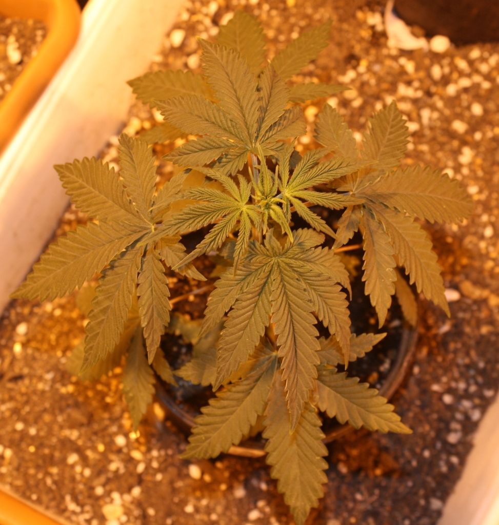 c19daysveg_zpsa5f5c00b.jpg