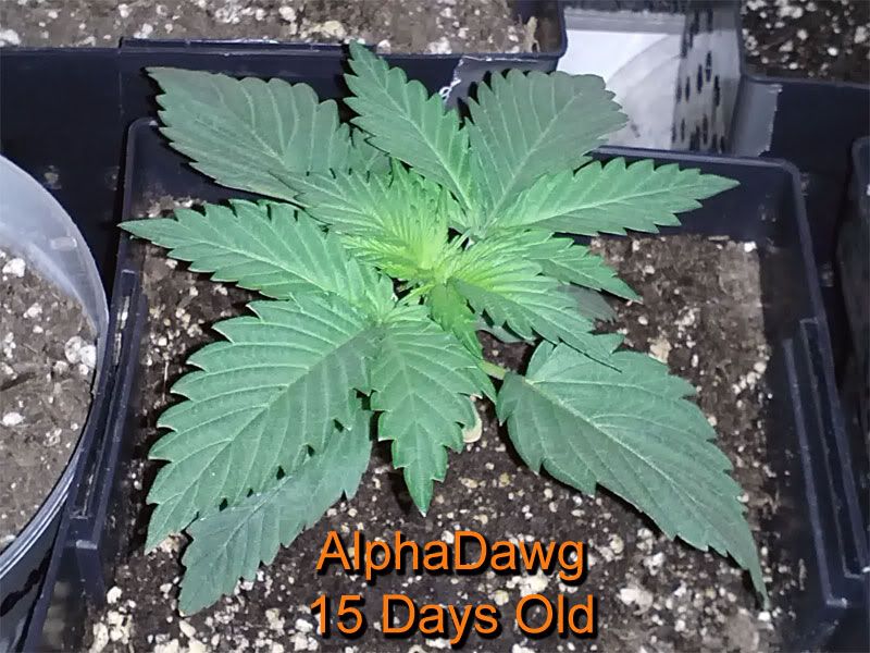 alphadawg_15_days.jpg